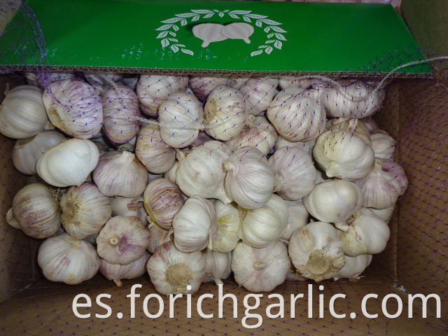 Normal Garlic Jinxiang